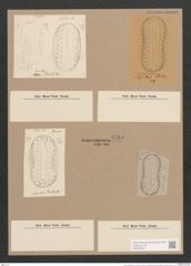 Surirella arabica Grun. (de-Toni-Nr.: Genus 53, Species 2381) Zeichnungen Sammlung Grunow Nr. 4785 (NHMW-BOT-W0372922)